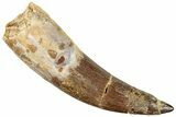 Partially Rooted Fossil Plesiosaur (Zarafasaura) Tooth - Morocco #296345-1